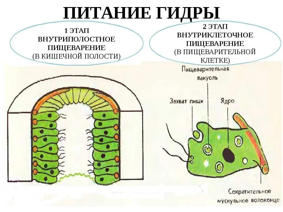 Пищеварительная система клетки фото Картинки СТРОЕНИЕ ПИЩЕВАРИТЕЛЬНОЙ КЛЕТКИ