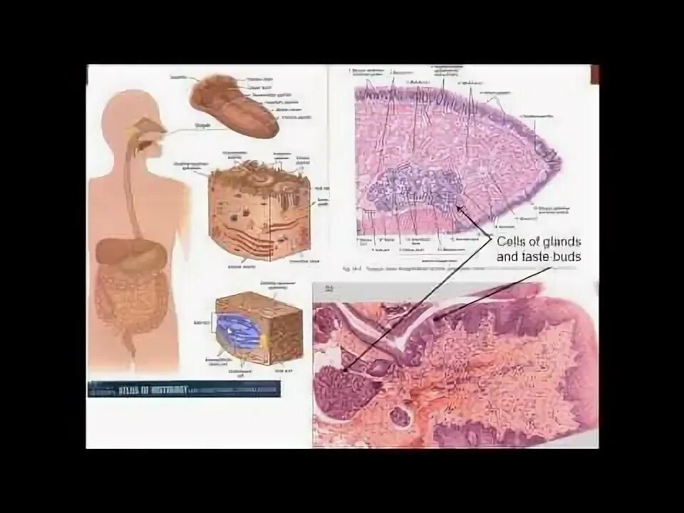 Пищеварительная система клетки фото Medical School Histology. Digestive System I - Part 1 (Cells) Medical school, Me