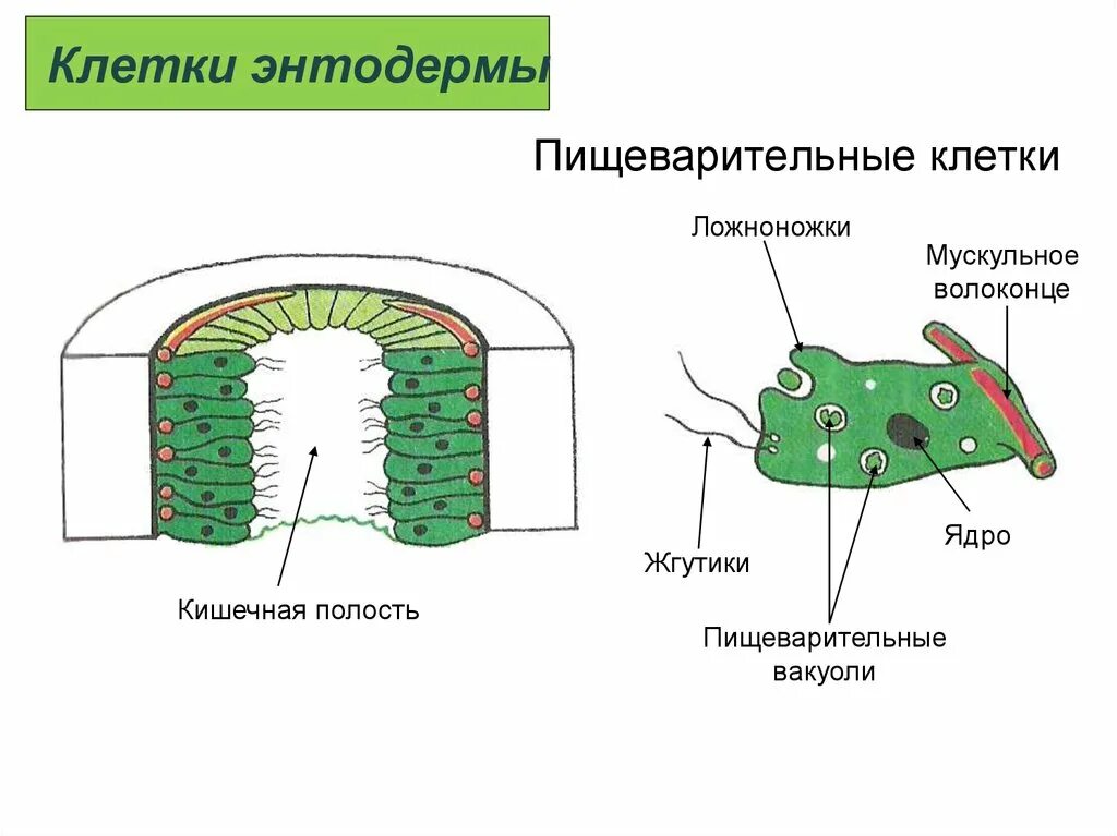 Пищеварительная система клетки фото Строение пищеварительных клеток