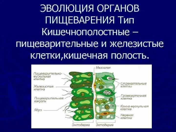 Пищеварительная система клетки фото Функция пищеварительных клеток