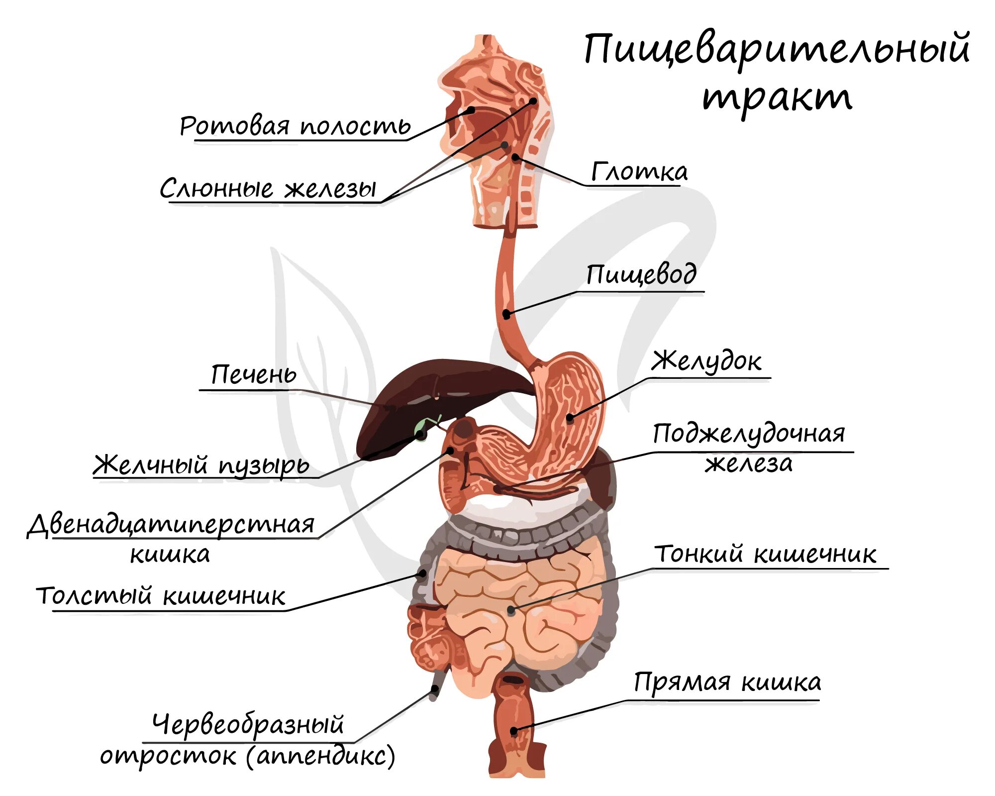 Пищеварительная система клетки фото Название органов пищеварения человека