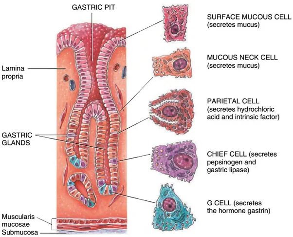Пищеварительная система клетки фото 4. Gastric Gland Diagram Quizlet