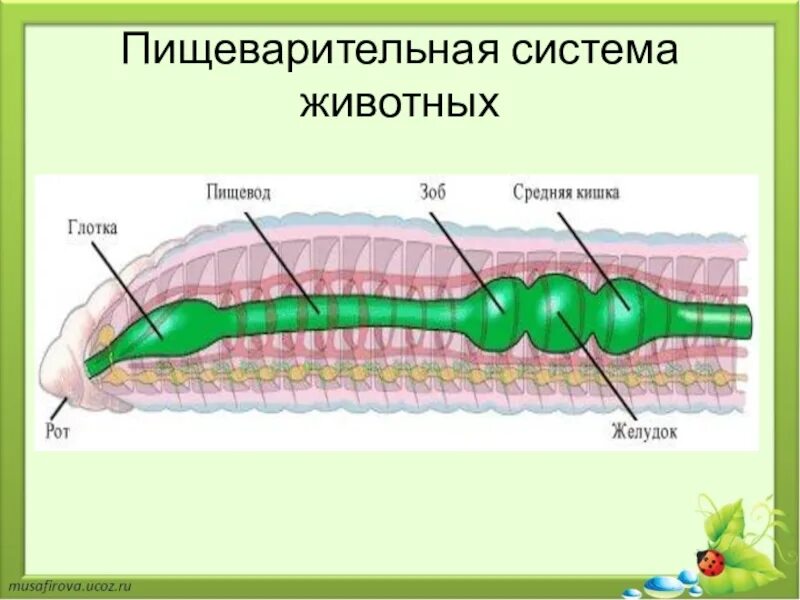 Пищеварительная система клетки фото Картинки ПИЩЕВАРЕНИЕ У ЖИВОТНЫХ