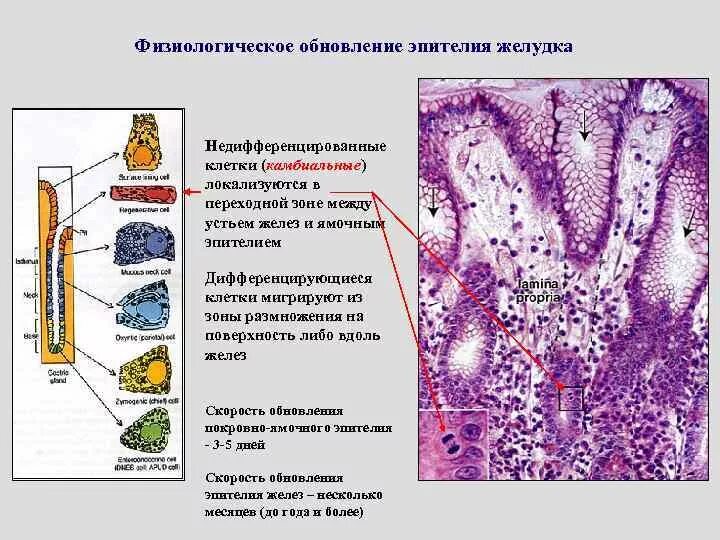 Пищеварительная система клетки фото Гистология.mp3 - эпителиальные ткани (часть 3)