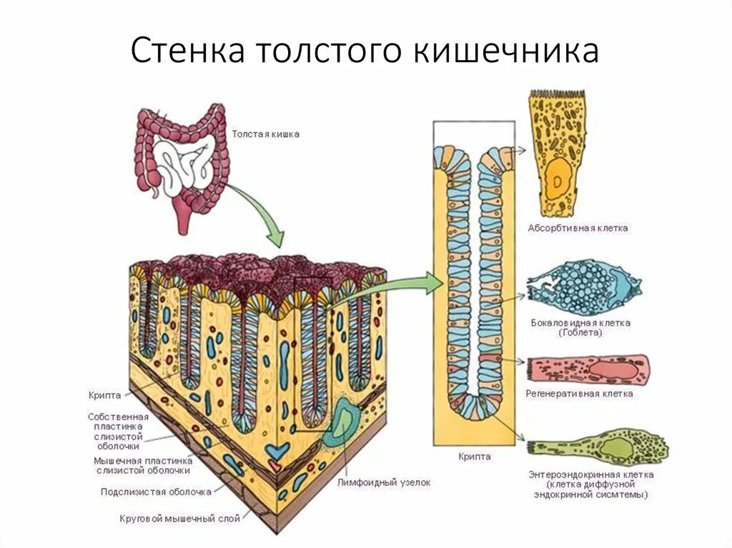 Пищеварительная система клетки фото Пищеварение. Этапы энергетического обмена - презентация онлайн