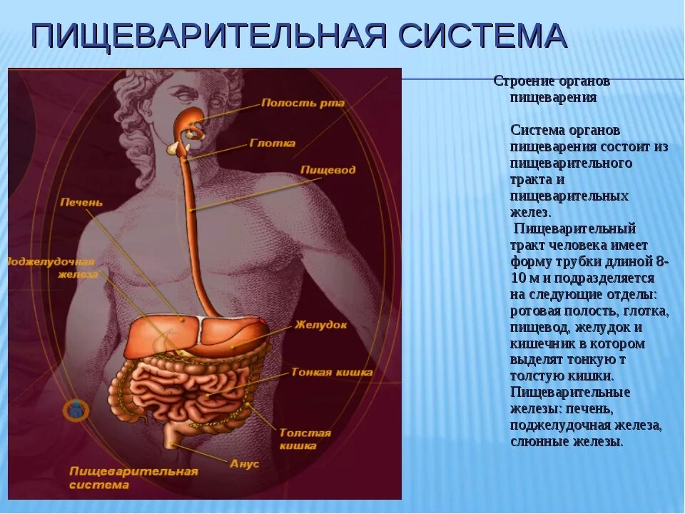 Пищеварительное строение человека фото Картинки СИСТЕМА ОРГАНОВ СТРОЕНИЕ