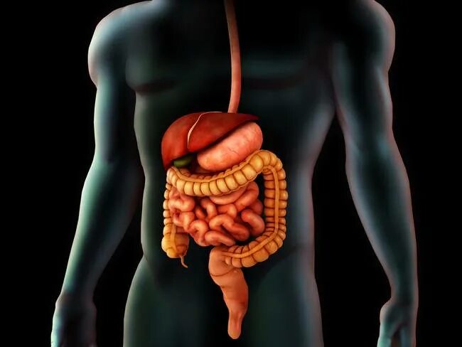 Пищеварительное строение человека фото Stunning "Cecum" Artwork For Sale on Fine Art Prints