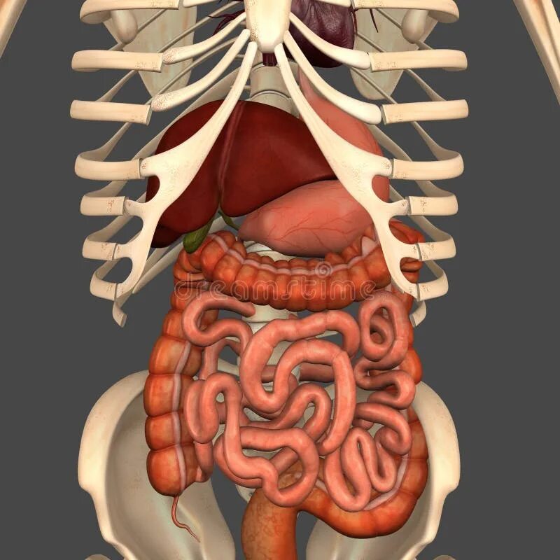 Пищеварительное строение человека фото Digestive system stock illustration. Illustration of learning - 44730179