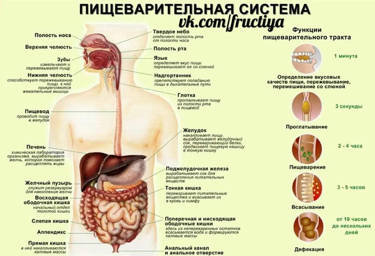 Пищеварительное строение человека фото Пин от пользователя Juli на доске natural remedies Пищеварительная система, Супе