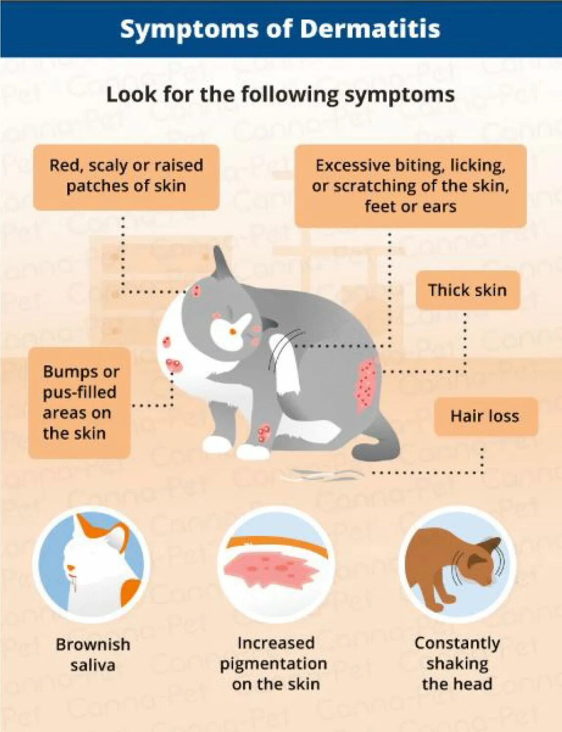Пищевая аллергия у кошек симптомы и фото Some signs of dermatitis Cat food allergy, Cat allergies, Cat food