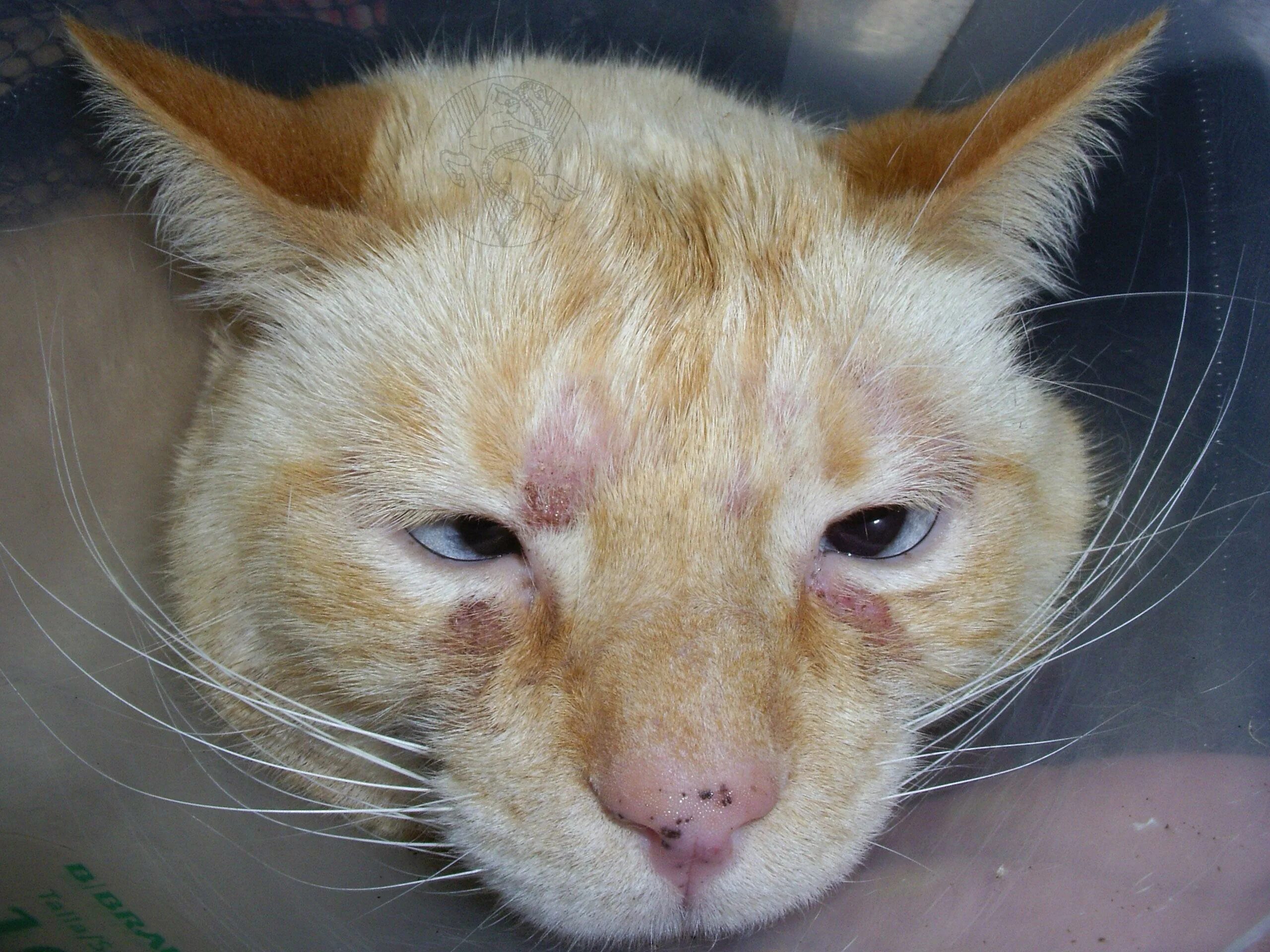 Пищевая аллергия у кошек симптомы и фото Dermatite Felina Como Tratar Best Sale veter-komforta.ru