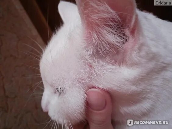 Пищевая аллергия у кошек симптомы и фото PURINA ONE для стерилизованных кошек и котов - "Вызвал аллергию" отзывы