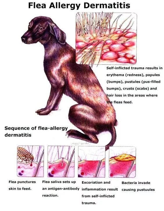 Пищевая аллергия у собак как выглядит Pin by Becca on Veterinary Nursing Vet medicine, Veterinary, Allergies