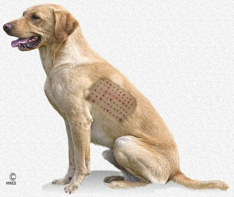 Пищевая аллергия у собак как выглядит Vet Allergy Specialist Sale Online www.ulthera.ru