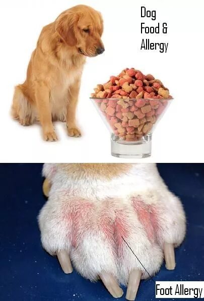 Пищевая аллергия у собак как выглядит A Suggestive Guide To Know Your Dog Food Allergy Symptoms Dog food allergies, Pe