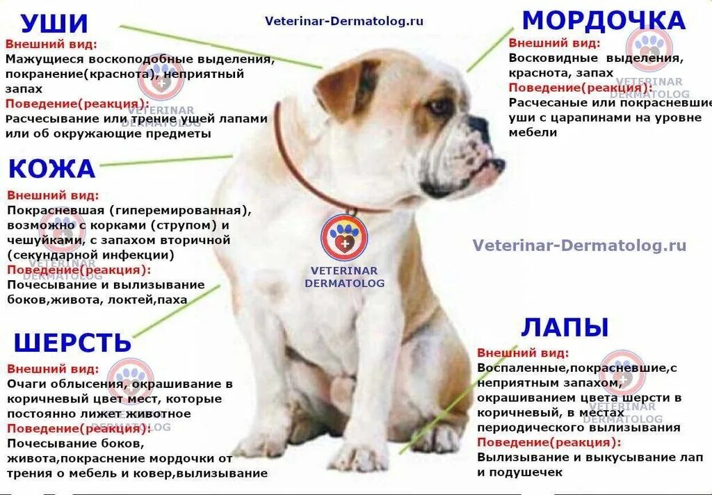 Пищевая аллергия у собак как выглядит Rozovy slon, veterinary clinic, Russia, Syzran, Polevaya ulitsa, 22 - Yandex Map