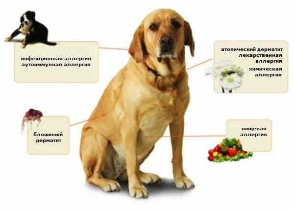 Пищевая аллергия у собак как выглядит Notes from the Veterinary Office. Specific Signs of Different Types of Allergies