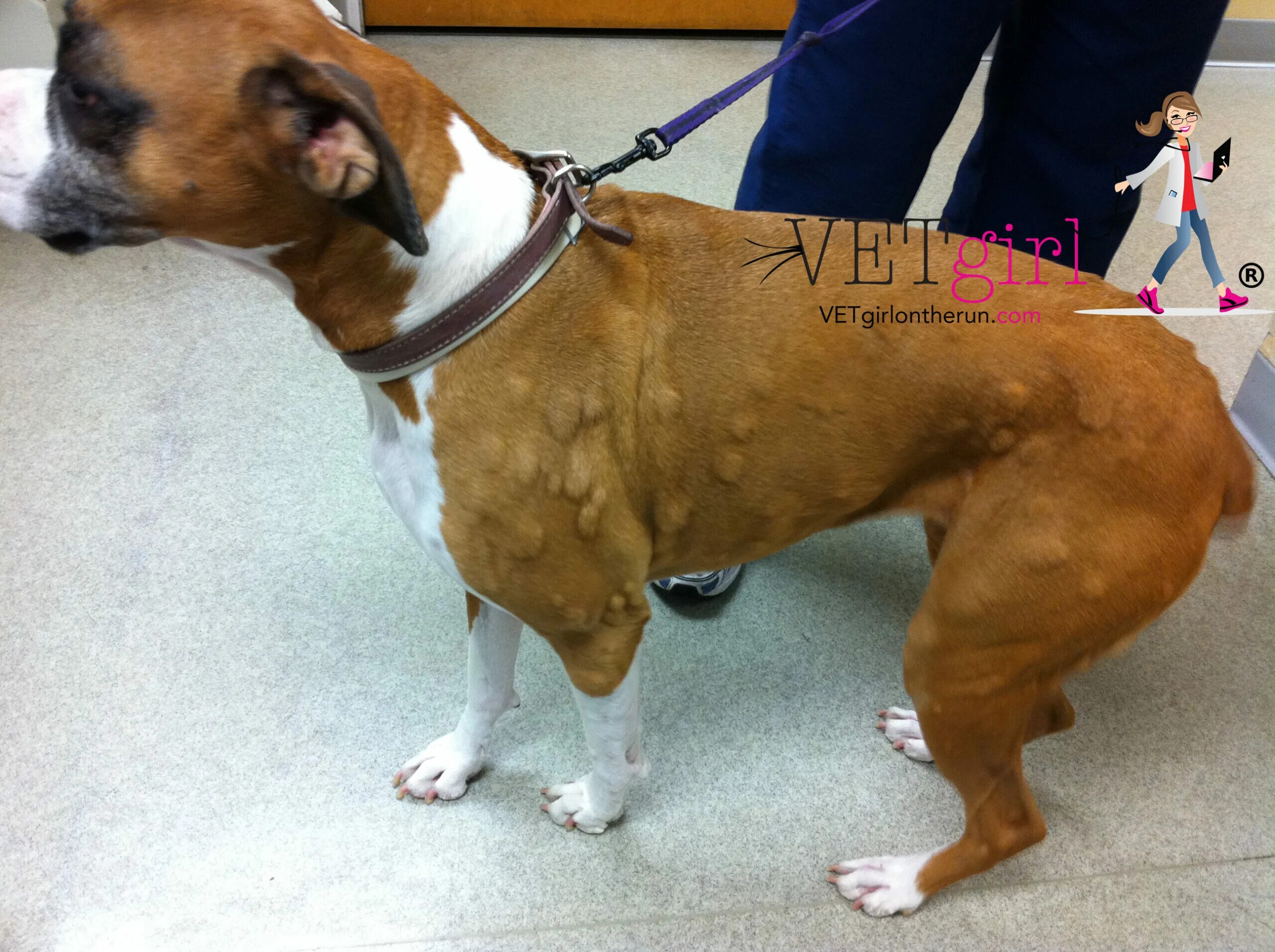 Пищевая аллергия у собак как выглядит Bulldog Allergic Reaction Sale bellady.by