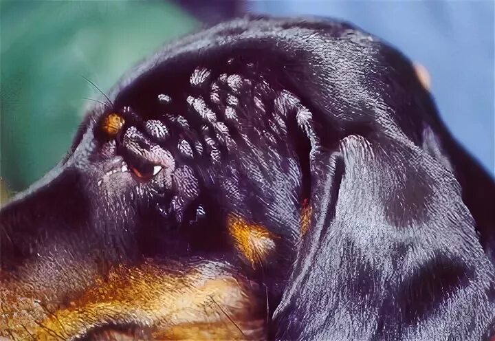 Пищевая аллергия у собак симптомы лечение фото Hot Debate: Vaccine Causing Tumors in Dogs? - How High’s the Risk?