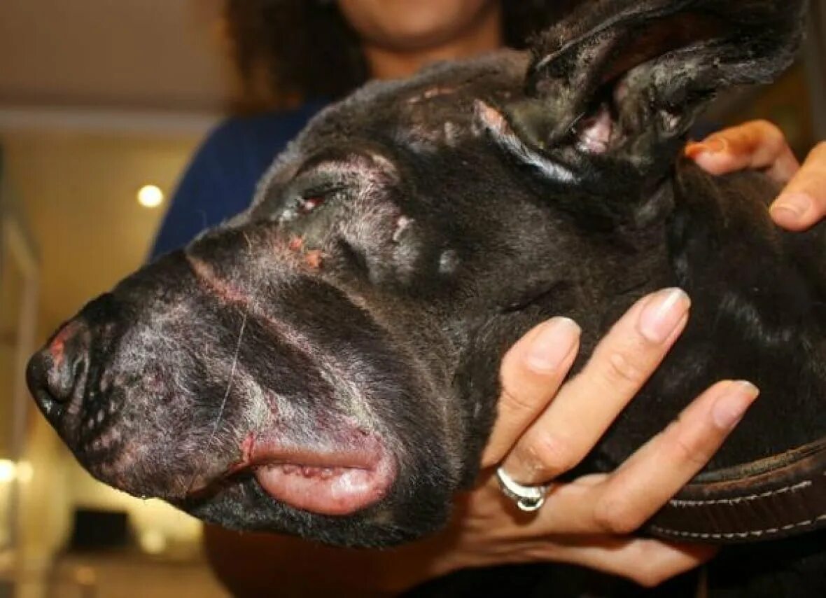 Пищевая аллергия у собак симптомы лечение фото Beaten dog leaves few clues for Toronto police CBC News