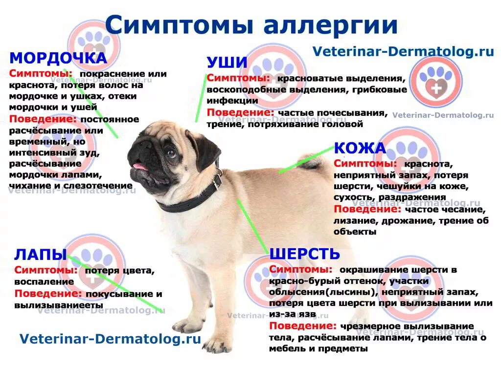 Пищевая аллергия у собак симптомы лечение фото Аллергия на корм у собак - Veterinar-Dermatolog