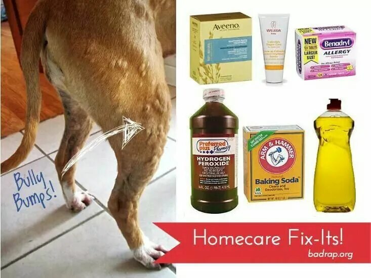 Пищевая аллергия у собак симптомы лечение фото Pin on puppy love Dog hives, Dog allergies, Allergies