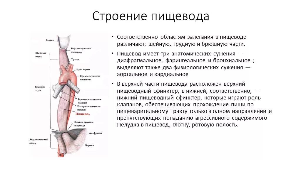 Пищевод человека строение фото Пищевод система органов: найдено 83 изображений