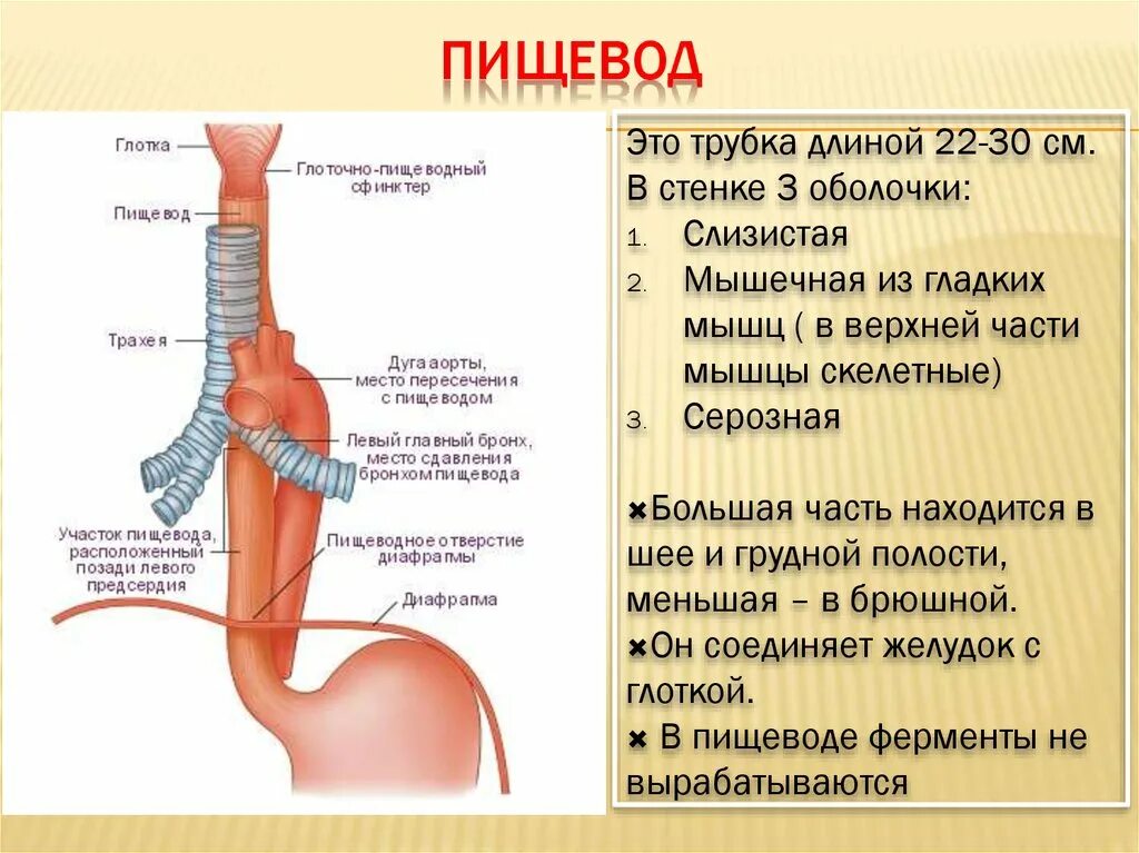 Пищевод человека строение фото Пищеварительная система - презентация онлайн