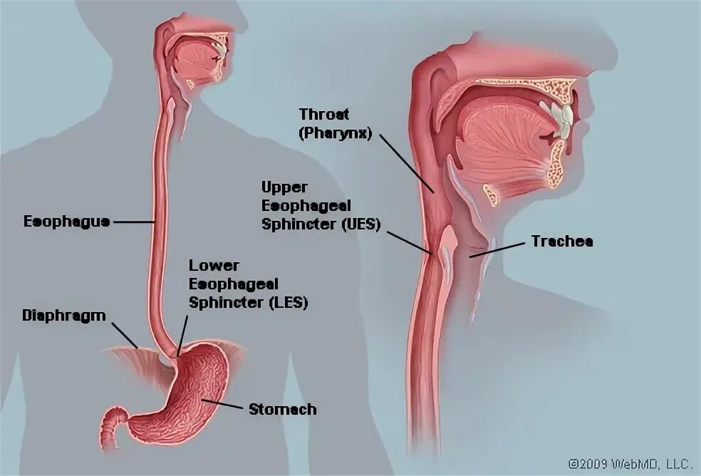 Пищевод человека строение фото Pharynx and Esophagus Flashcards Quizlet