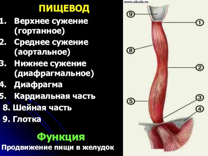 Пищевод человека строение фото Длинный пищевод: найдено 73 изображений