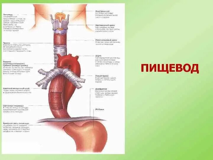 Пищевод человека строение фото Картинки ПИЩЕВОД ВЗРОСЛОГО ЧЕЛОВЕКА