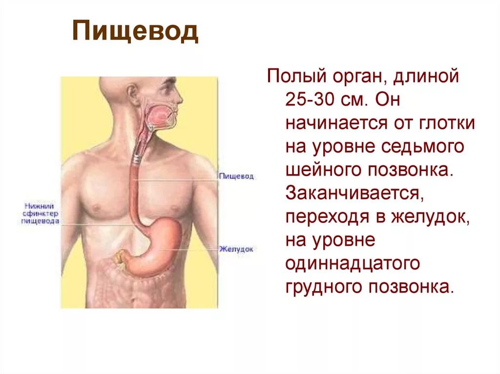 Пищевод человека строение фото где находится В какой состав входит пищевод: найдено 85 изображений