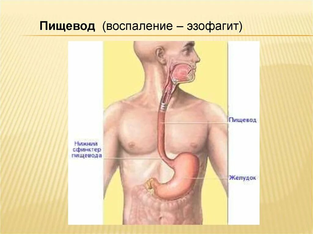 Пищевод человека строение фото где находится Показать пищевод человека