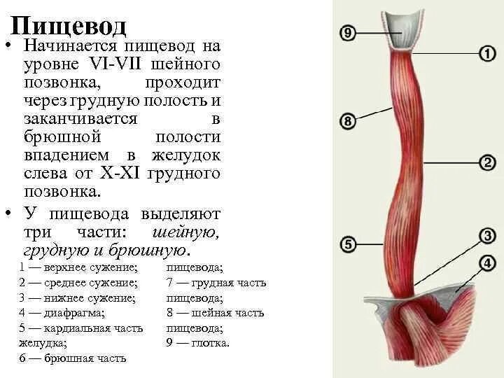 Пищевод человека строение фото где находится Анатомия пищевода: найдено 89 картинок