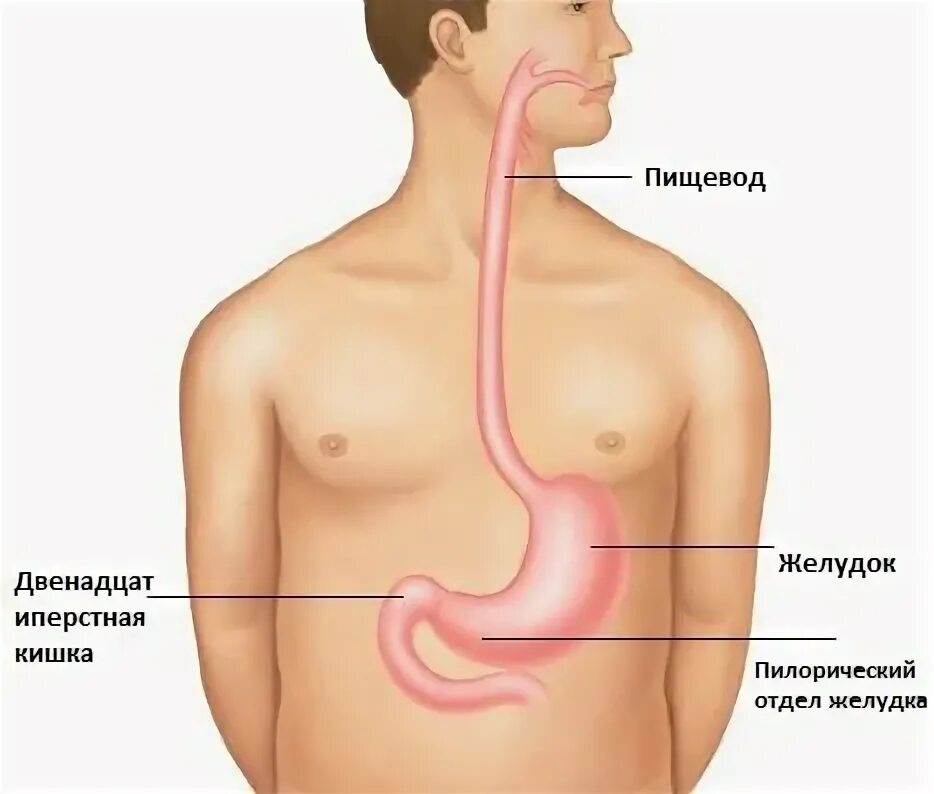 Пищевод человека строение фото где находится Хеликобактер пилори (Helicobacter pylori). Информация для пациентов" - Яндекс Кь