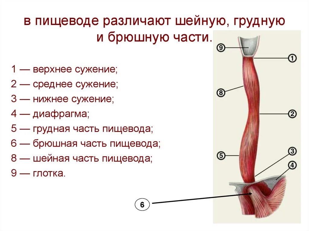 Пищевод человека строение фото где находится Какие отделы в пищеводе: найдено 75 изображений