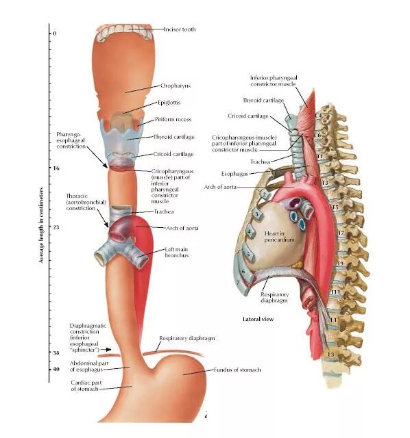 Пищевод человека строение фото где находится Topography and Constrictions of Esophagus Anatomy Incisor tooth , Oropharynx , E