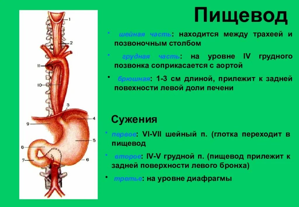 Пищевод человека строение фото где находится Границы пищевода