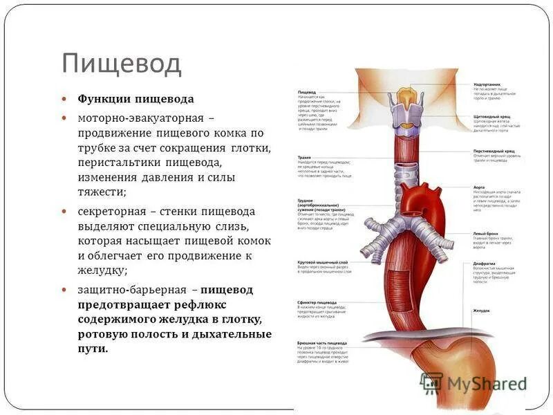 Пищевод человека строение фото где находится Строение пищевода человека фото с описанием гортани: найдено 90 изображений