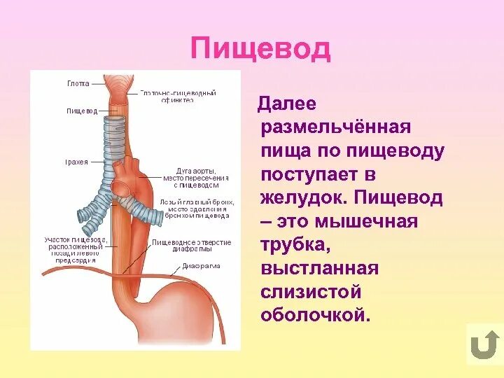 Пищевод фото человека схема Картинки ПИЩЕВОД ВЗРОСЛОГО ЧЕЛОВЕКА