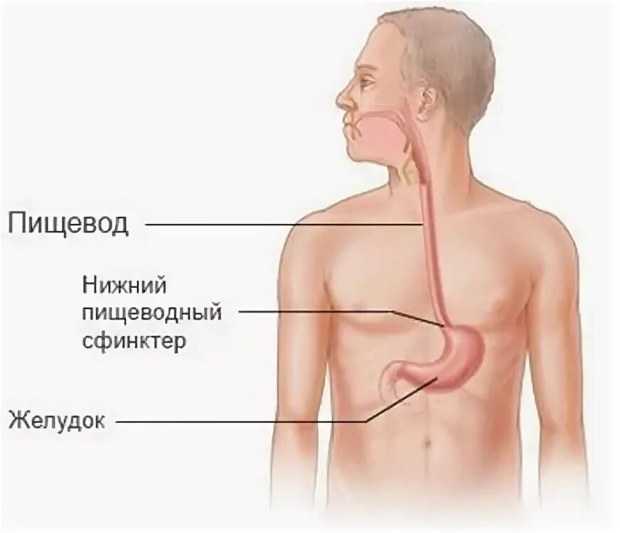 Пищевод фото человека схема Желудочно-кишечный тракт - БУ "Шумерлинский межтерриториальный медицинский центр