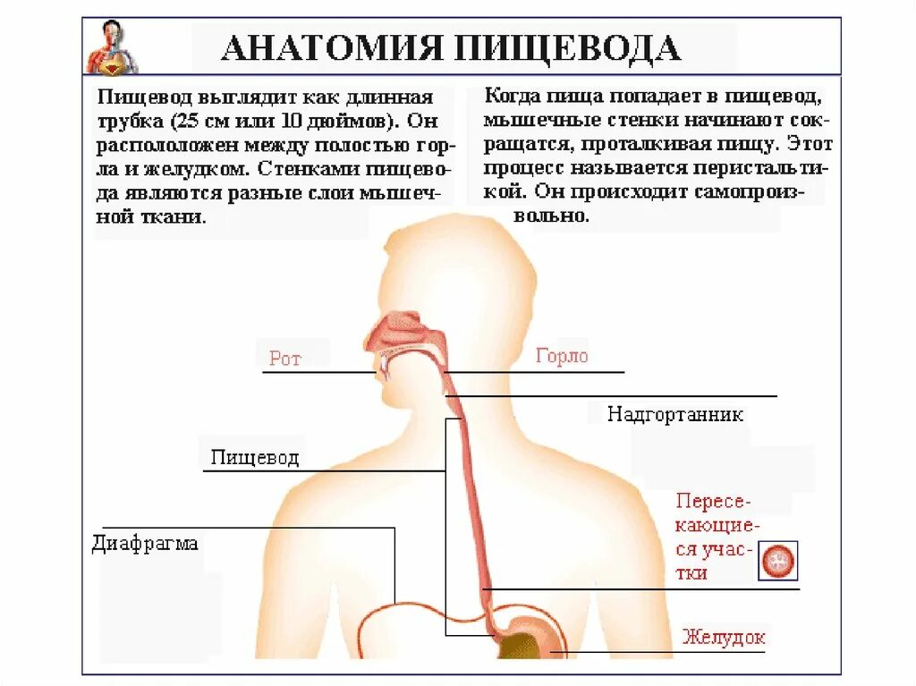 Пищевод фото человека схема Где начинается пищевод: найдено 81 изображений