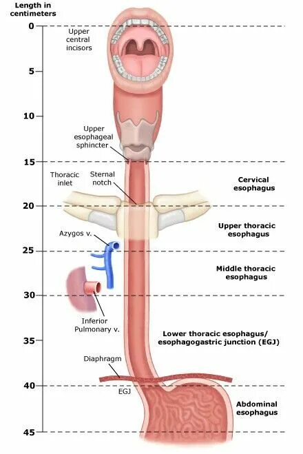 Пищевод фото человека схема Pin on Systems: Gastrointestinal Anatomy, Medical knowledge, Nursing notes