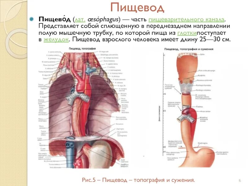 Пищевод фото человека схема День пищевода