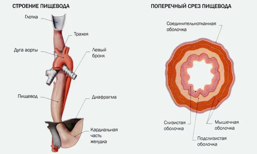 Пищевод фото человека схема ЭНДОСКОПИЧЕСКОЕ ЛЕЧЕНИЕ АХАЛАЗИИ КАРДИИ