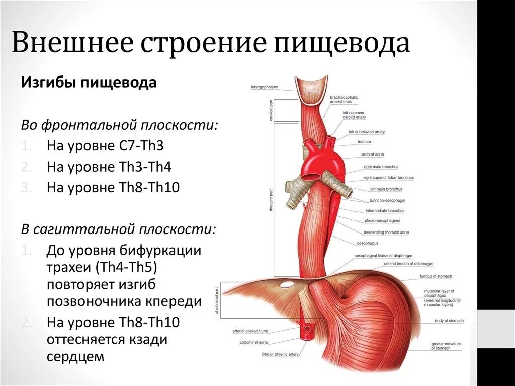 Пищевод фото человека схема Какая длина пищевода: найдено 85 изображений