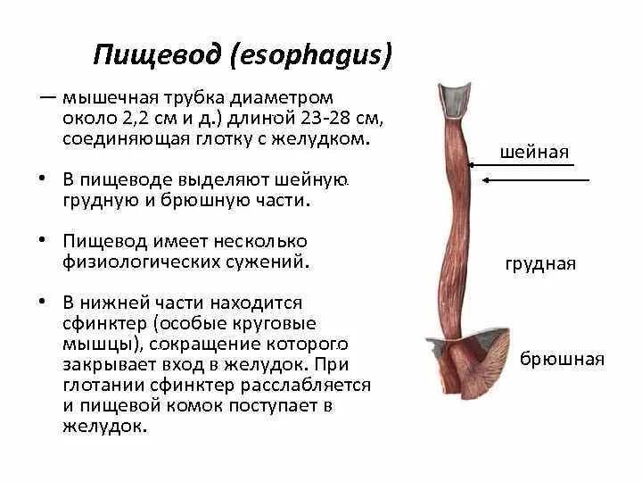 Пищевод фото схема Пищевод это мышечная трубка: найдено 89 изображений