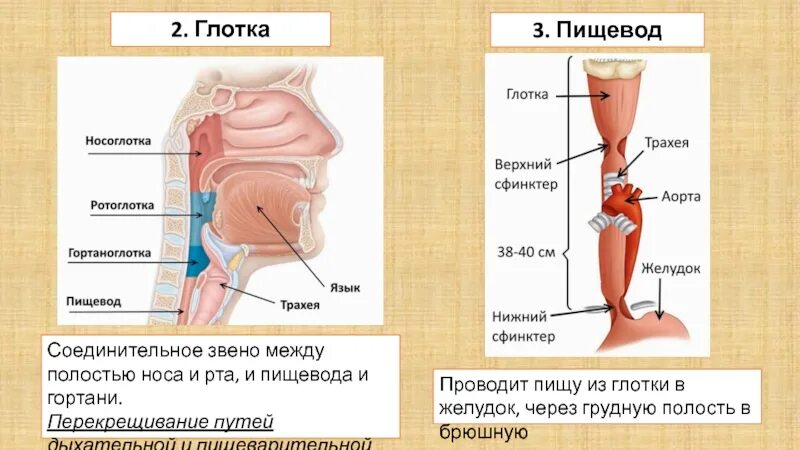 Пищевод фото схема Пищеварительная система презентация, доклад