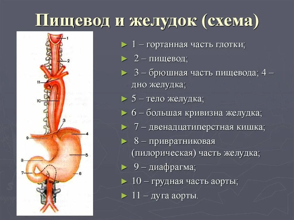 Пищевод фото схема Пищевод система органов: найдено 83 изображений