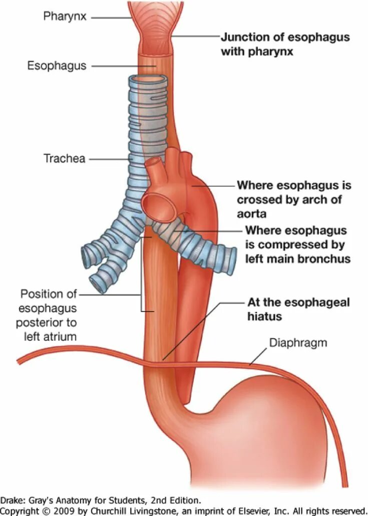 Пищевод фото схема esophagus Anatomy, Arteries anatomy, Human anatomy chart